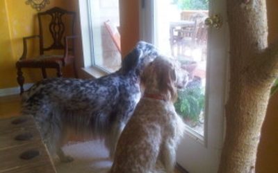 I’ve Been Sheltered in Place… and So Has My Dog?