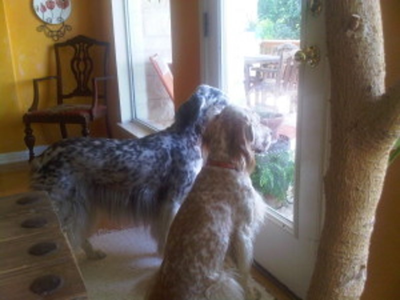 I’ve Been Sheltered in Place… and So Has My Dog?