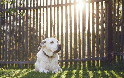 Is Backyard Exercise Enough for My Dog?