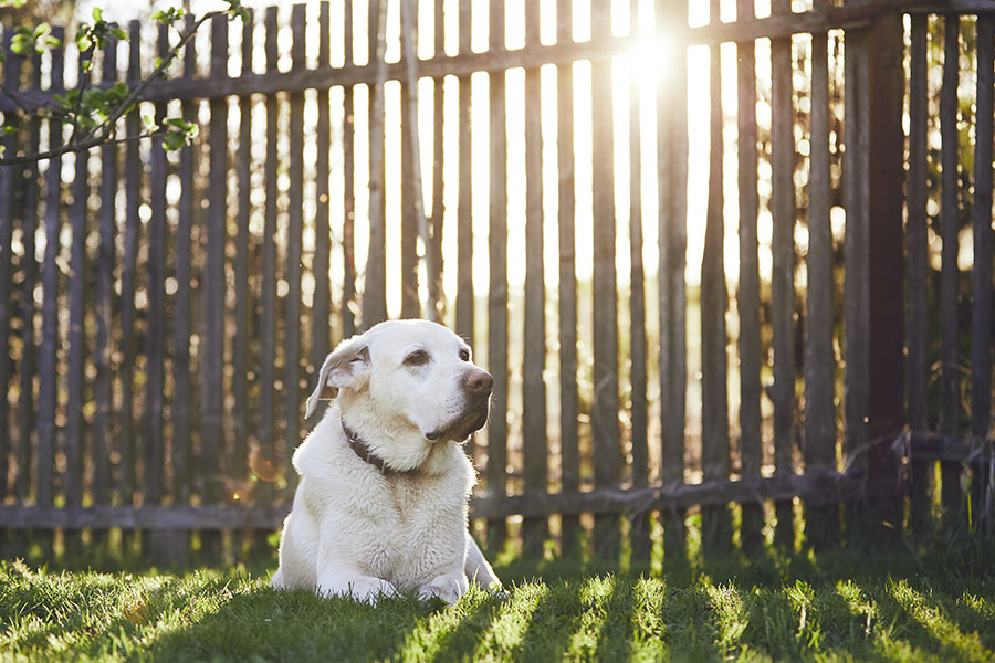 Is Backyard Exercise Enough for My Dog?