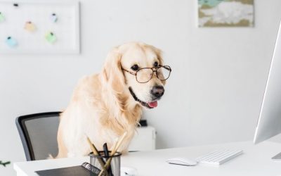 Share the Luv Month at Luv My Sitter