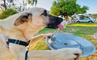 5 Dog Parks to Visit in the Austin Area for Canine Fitness Month