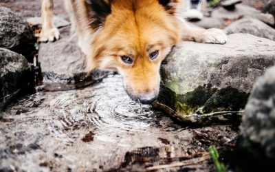 National Pet Hydration Awareness Month