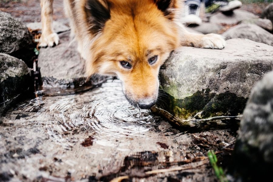 National Pet Hydration Awareness Month