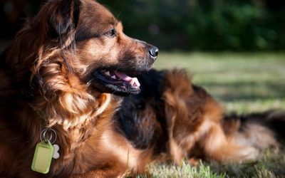 Natural Disaster Preparedness