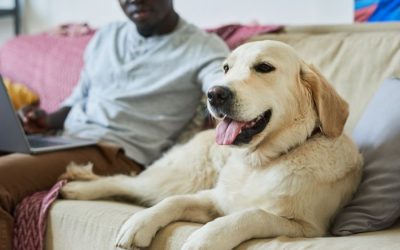 Responsible Dog Ownership Month