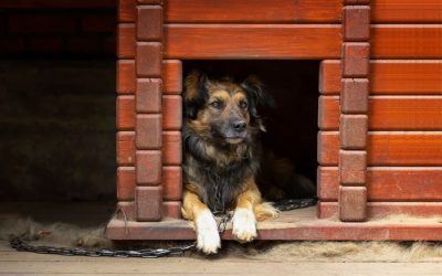 What to Look for When Leaving Your Dog in a Boarding Facility