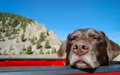 National Senior Pet Month