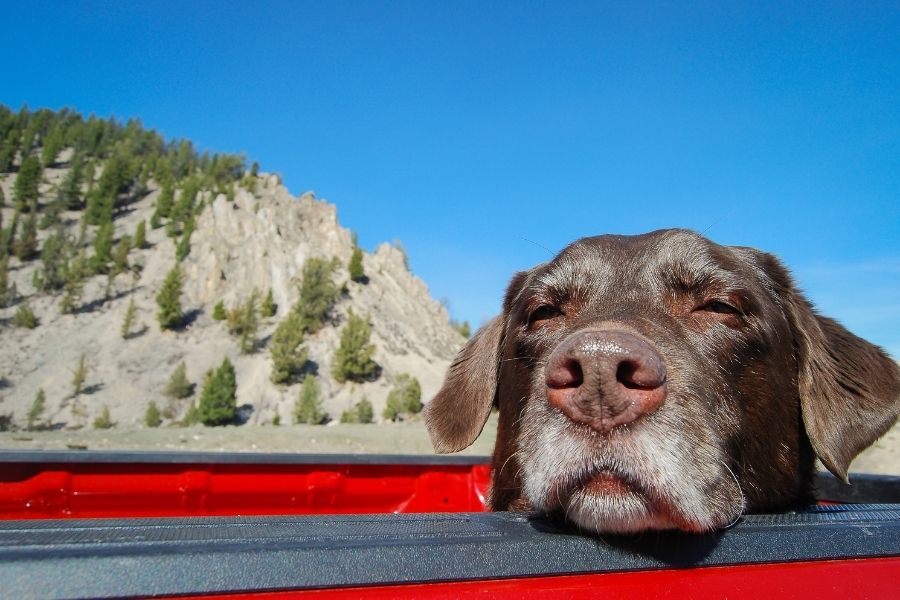 National Senior Pet Month