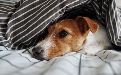 When Cold Weather Hits: Staying Entertained Inside and How to Keep Warm