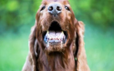 Pet Dental Health Month