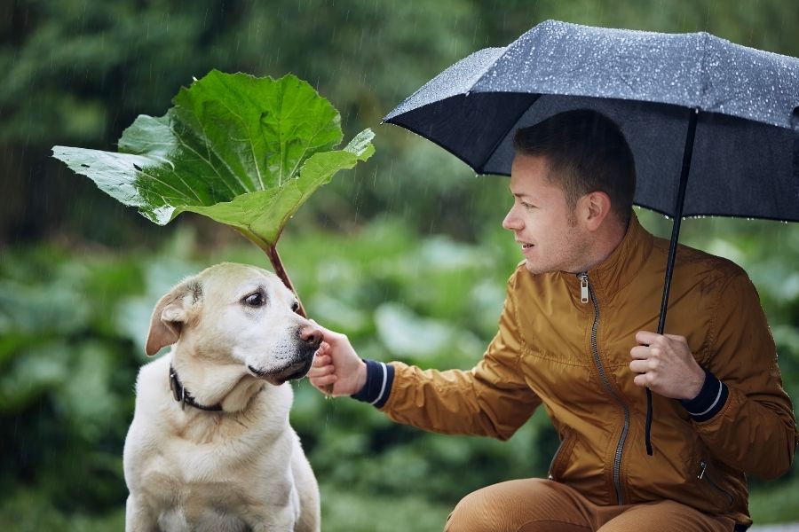 Five Rainy Day Dog Essentials
