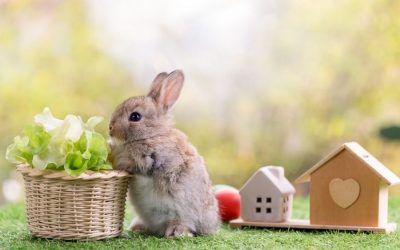 How to Care for Bunnies