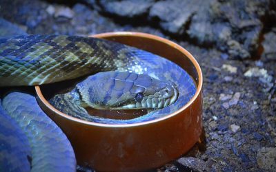 Snakes and Pets: How to Avoid a Snake Bite