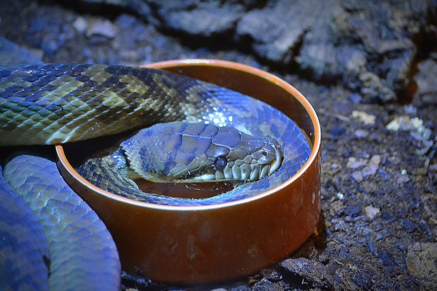 Snakes and Pets: How to Avoid a Snake Bite