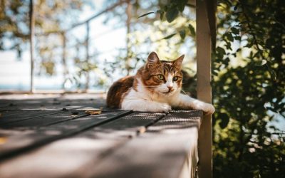 Why My Cat Needs a Pet Sitter