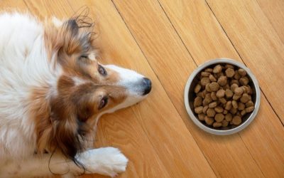 Dangers of Raisin and Grape Ingestion in Dogs