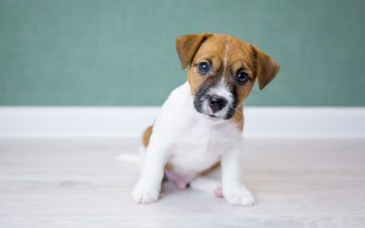 How to Prepare your Home for a New Puppy
