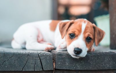 What you Need to Know about Parvo
