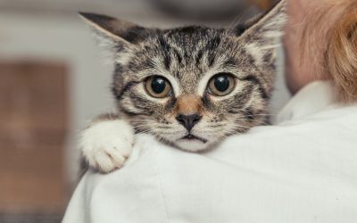 Animal Pain Awareness Month