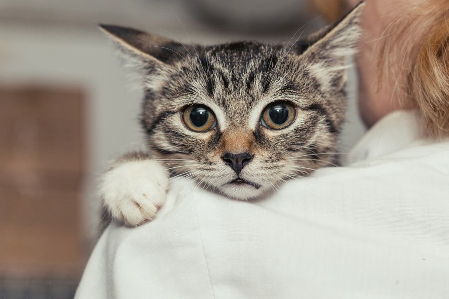 Animal Pain Awareness Month