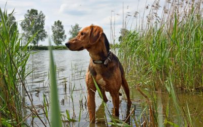 Preparing your Pets for Floods