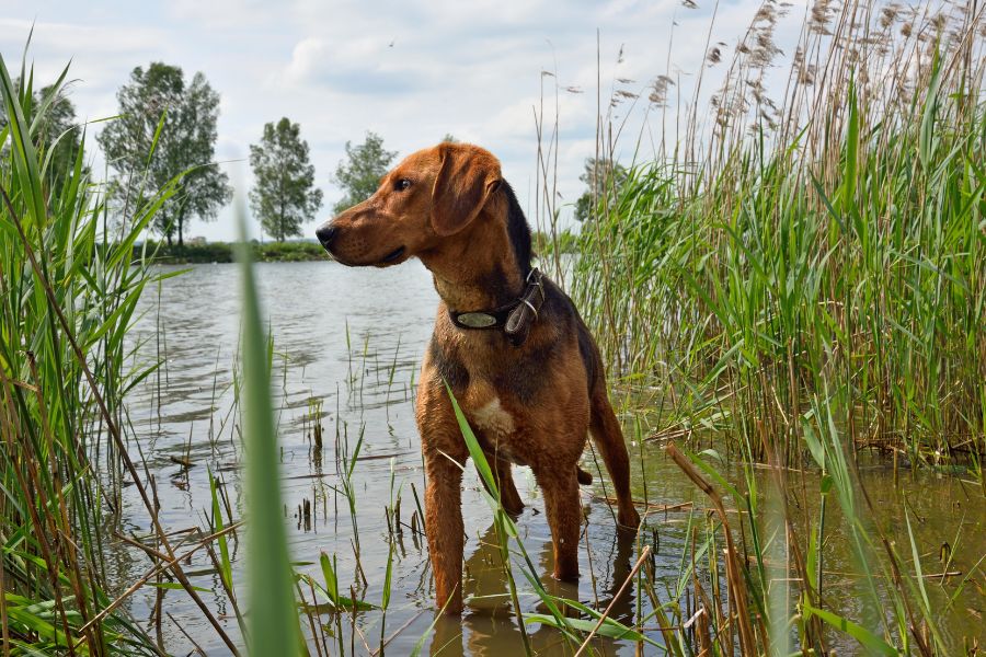 Preparing your Pets for Floods
