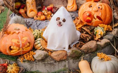 How to Find the Right Costume for your Dog