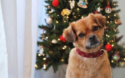Holiday Pet Gift Giving Guide