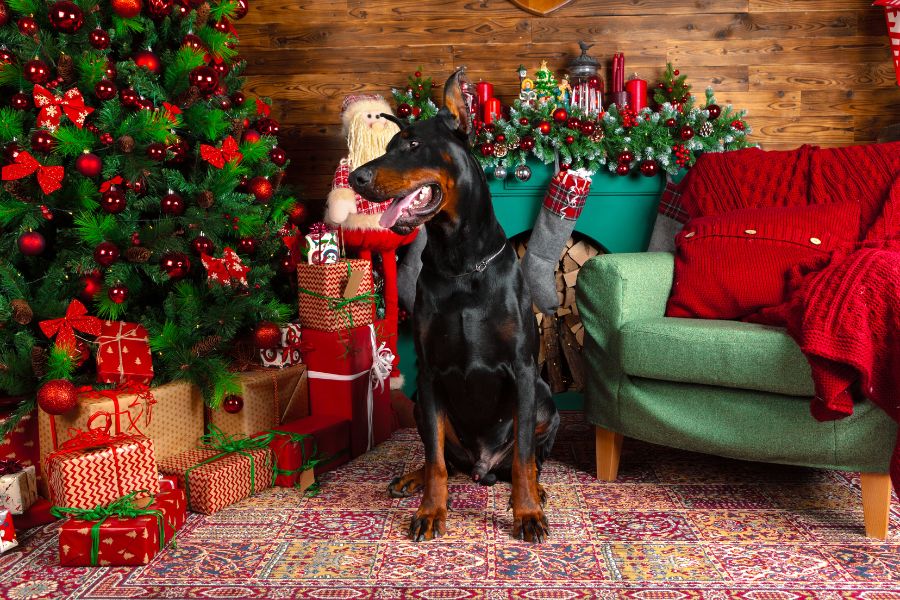 Holiday Pet Gift Giving Guide