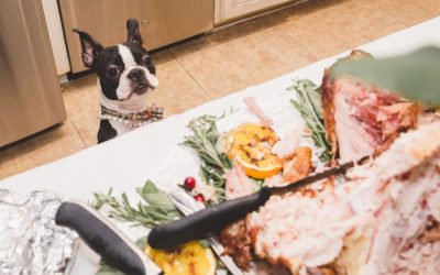 Keeping your Pets Safe on Thanksgiving
