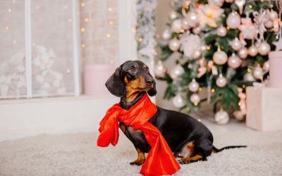 How to Keep Your Pets Stress Free This Holiday Season