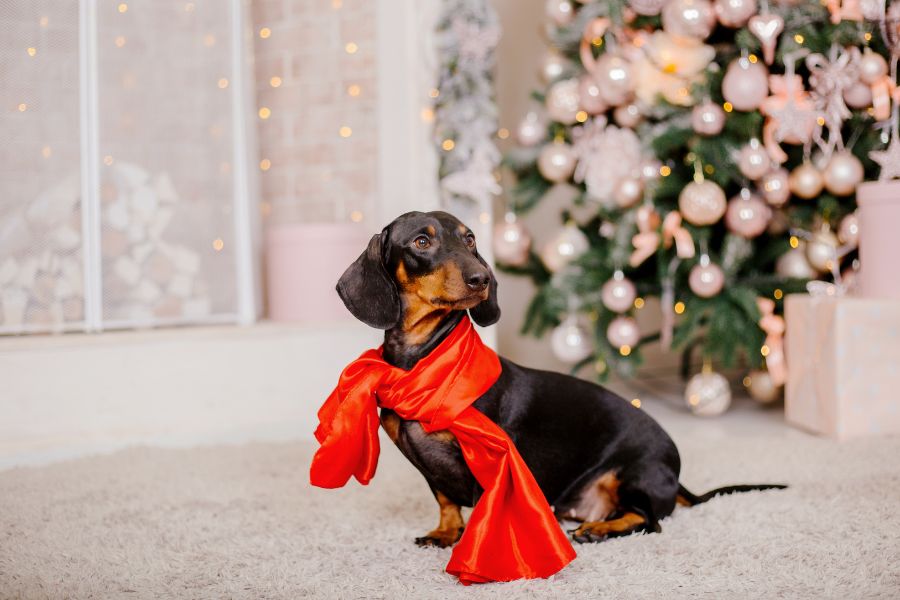 How to Keep Your Pets Stress Free This Holiday Season