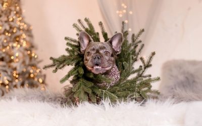 What if I get a Puppy or Kitten for the Holidays?