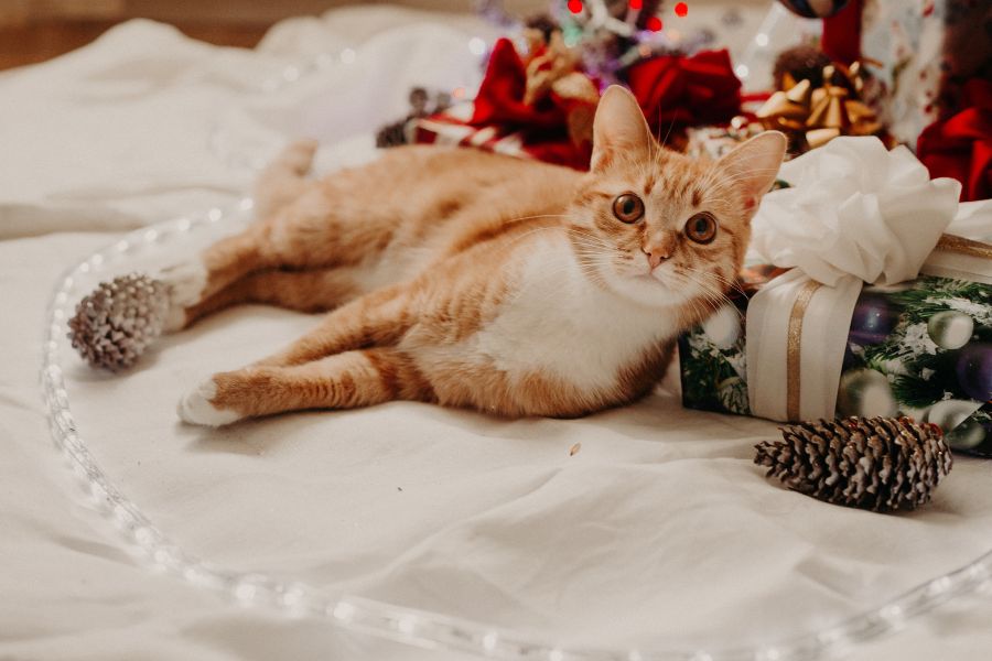 What if I get a Puppy or Kitten for the Holidays?