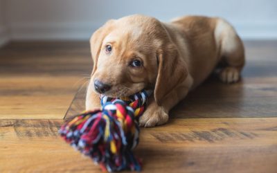 The Importance of Potty Training a Puppy
