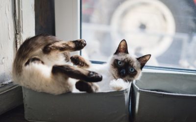 Why do Cats Love Boxes so Much?