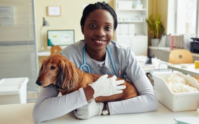 How to Navigate your Vet Recommendations for Puppies