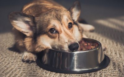 How to Choose the Right Food for Your Pet