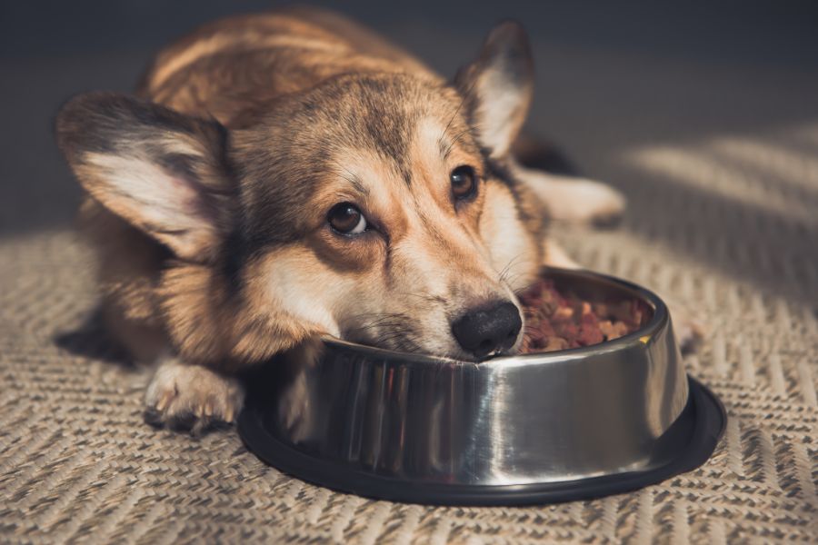 How to Choose the Right Food for Your Pet
