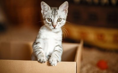 The Importance of Litter Box Training
