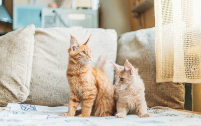 How to Introduce a Cat to Existing Pets in a Home?