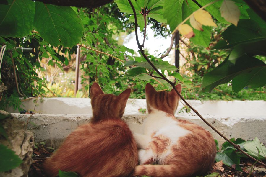 How to Introduce a Cat to Existing Pets in a Home?