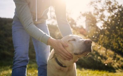 The Benefits of Adopting a Senior Pet