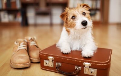 Tips for Traveling with Your Pet