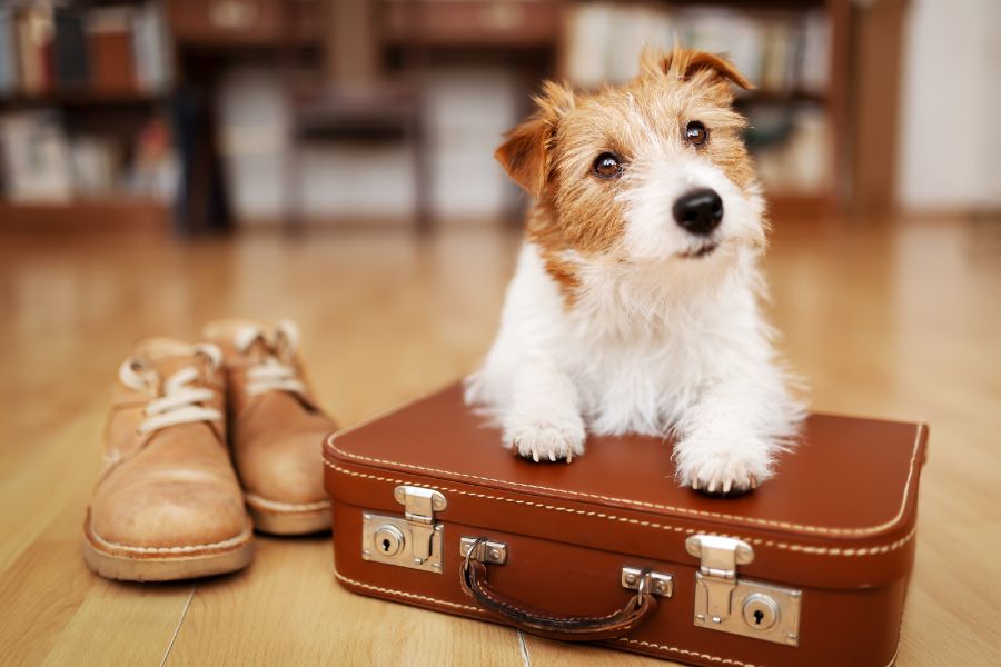 Tips for Traveling with Your Pet