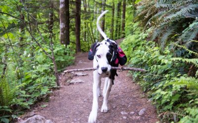 Dog-Friendly Hiking Trails in Austin