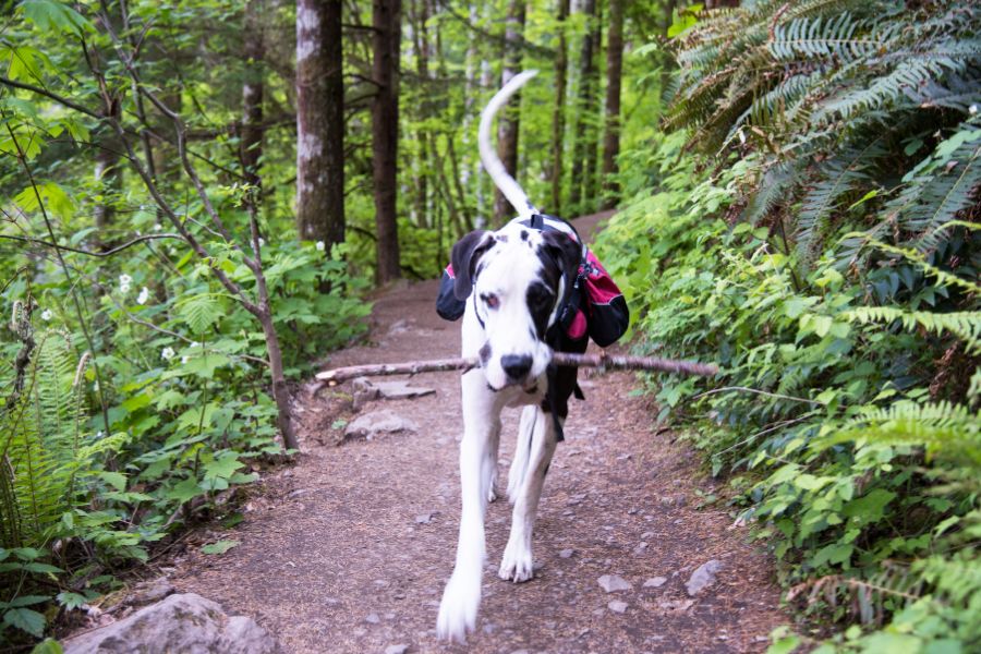 Dog-Friendly Hiking Trails in Austin
