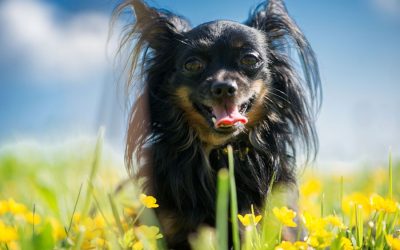 Summer Safety Tips for Pets in Austin