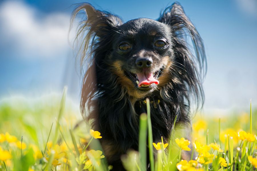 Summer Safety Tips for Pets in Austin